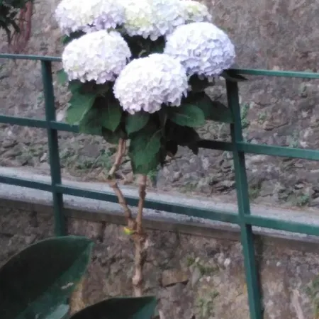 Casa Canzio Apartman *